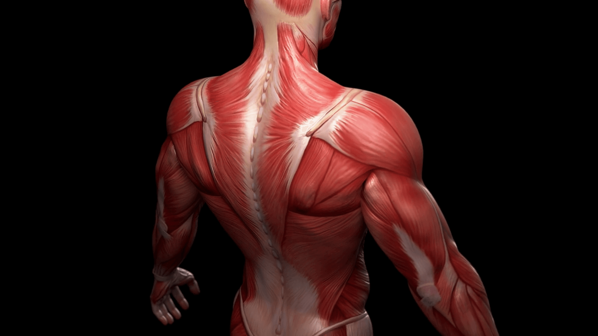 Types Of Skeletal Muscle Fibers | Calisthenics Articles