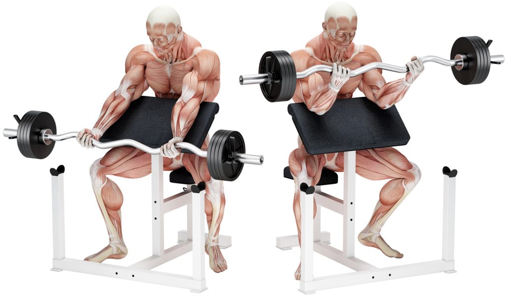 Preacher curl biceps exercise